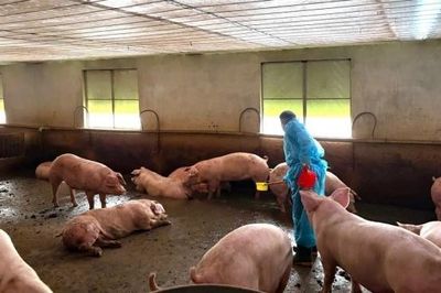 TP.HCM siết kiểm soát chất cấm sau vụ hơn 10.000 tấn heo sử dụng Salbutamol