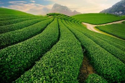 Festival Trà Quốc tế - Thái Nguyên 2026: Đưa hương trà Việt vươn tầm thế giới