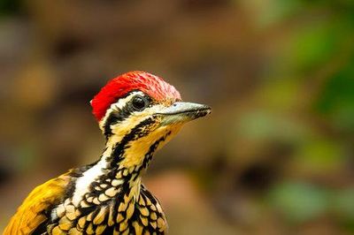 'Vietnam Wild Live' mùa 2: Cận cảnh cuộc sống hoang dã tại Cát Tiên