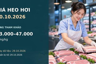 Giá heo hơi hôm nay 30.10.2026: Áp lực giảm lan rộng trên ba miền