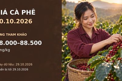 Giá cà phê hôm nay 30.10.2026: Áp lực vụ mới và diễn biến sàn đan xen