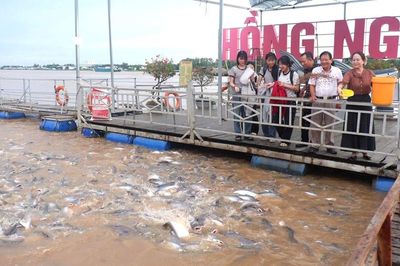 Đồng Tháp 'biến' khu bảo tồn cá tự nhiên với số lượng lớn, thành điểm du lịch