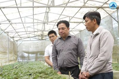 Đà Nẵng: Bảo tồn nguồn gen gốc sâm Ngọc Linh là nhiệm vụ cốt lõi
