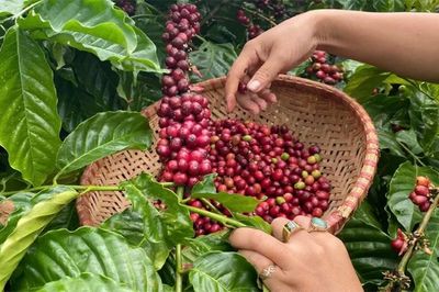 Bản tin nông sản hôm nay (30-10): Giá cà phê giảm