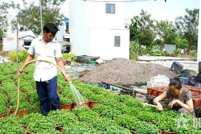 Cần Thơ: Làng hoa Phó Thọ-Bà Bộ tất bật chuẩn bị vụ Tết