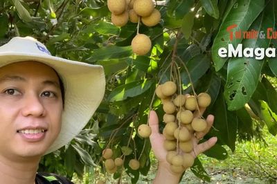 Kỹ sư Bách khoa Phạm Trường Sanh khởi nghiệp từ vườn nhãn