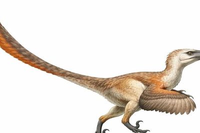 Velociraptor ngoài đời thực: Nhỏ tí xíu, khác xa sát thủ phim Jurassic Park