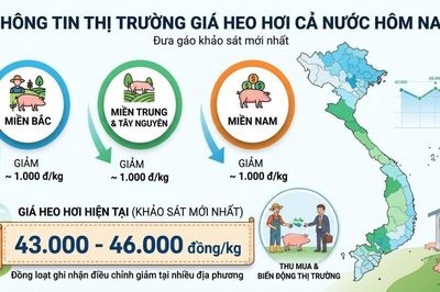 Giá heo hơi hôm nay 30/10: Đồng loạt ghi nhận giảm tại nhiều địa phương, giao dịch trong khoảng 43.000 - 46.000 đồng/kg