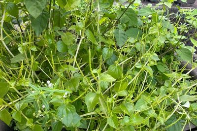 5 loại cây mọc hoang quanh vườn hỗ trợ ổn định đường huyết