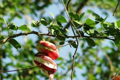 Loài cây có quả ngọt trong danh sách cấm trồng ở Hà Nội
