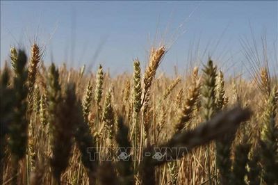 Giá thực phẩm tại Israel đối mặt làn sóng tăng mới sau bầu cử