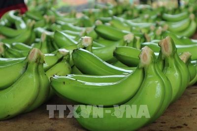 Australia rà soát nhập khẩu trái cây do cảnh báo rủi ro sinh học