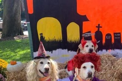 Mỹ: Hàng nghìn chú chó hóa trang Halloween, gây quỹ hoạt động bảo vệ động vật