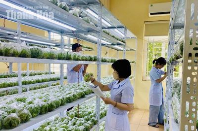 Mở hướng đi mới cho vùng nguyên liệu dứa