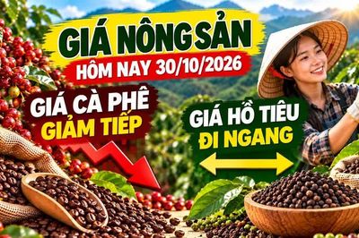 Giá nông sản hôm nay 30/10: Cà phê chịu sức ép, hồ tiêu giữ nền giá cao
