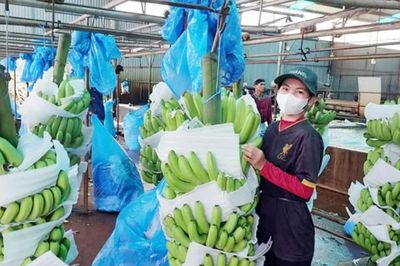 Từ mã số vùng trồng đến vùng nguyên liệu bền vững
