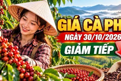 Giá cà phê hôm nay 30/10/2026: Giảm tiếp, thấp nhất còn 88.000 đồng/kg