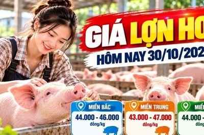 Giá lợn hơi hôm nay 30/10: Cả nước dao động 43.000 - 47.000 đồng/kg