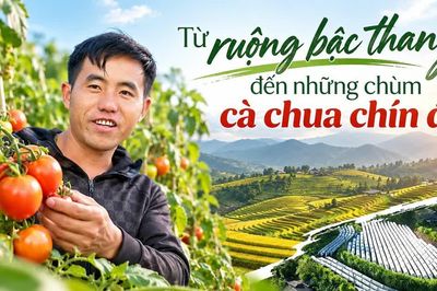 Từ ruộng bậc thang đến những chùm cà chua chín đỏ