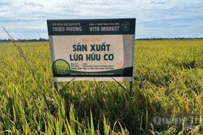 Đất 'trẻ lại', hạt gạo vươn xa