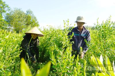 Rừng trong phố