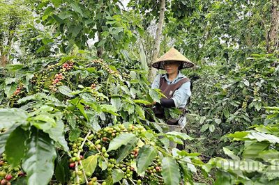 Mang rừng về vườn cà phê