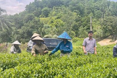 Thái Nguyên: Sản lượng chè búp tươi đạt gần 240.000 tấn