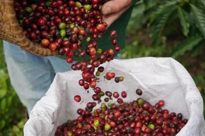 Ngày 30/10: Giá cà phê xuống mức thấp nhất trong 4,5 tháng, hồ tiêu đi ngang