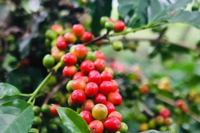 Sơn La đẩy mạnh số hóa chuỗi giá trị cà phê Arabica