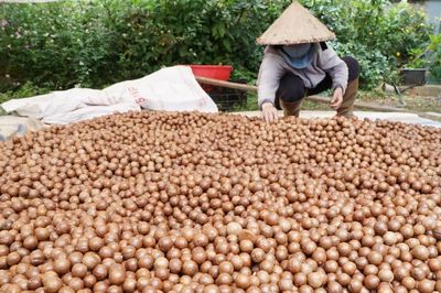 Mắc ca Lâm Đồng: HTX kết nối vùng nguyên liệu, nâng giá trị nông sản