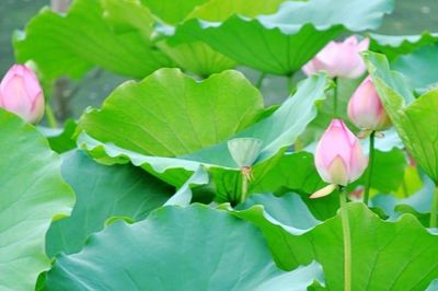 Uống trà lá sen có giúp giảm cân và cải thiện mỡ máu?