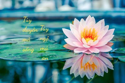 Tùy duyên mà sống - Tùy ngộ mà an