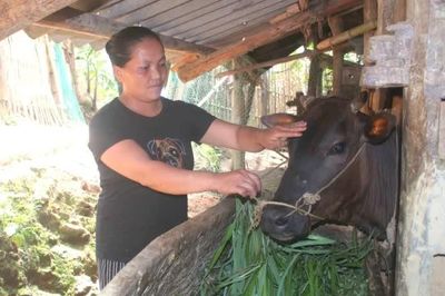 Xã Quảng Lâm phát triển đàn bò gần 6.000 con, đạt 101,6% kế hoạch năm