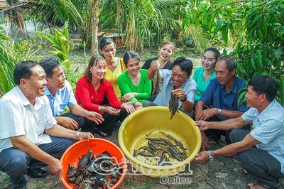 Tôm sú Cà Mau: Từ tán rừng ngập mặn vươn ra thế giới - Bài cuối: Mở lối cho con tôm đi xa