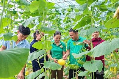 Từ nhà màng đến khát vọng nông nghiệp xanh ở xã Thái Bình