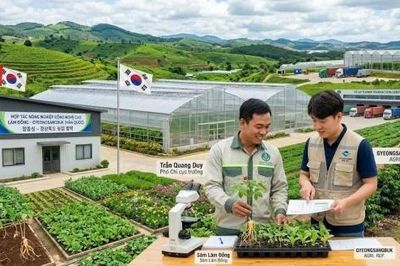Lâm Đồng đẩy mạnh hợp tác nông nghiệp với tỉnh Gyeongsangbuk (Hàn Quốc)