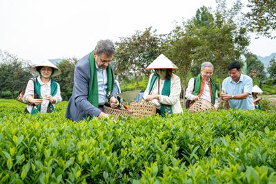 Các đại sứ, nhà ngoại giao trải nghiệm hái chè Thái Nguyên