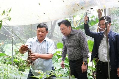 Phó Bí thư Thường trực Thành ủy Đà Nẵng Nguyễn Khắc Toàn khảo sát vùng trồng sâm Ngọc Linh