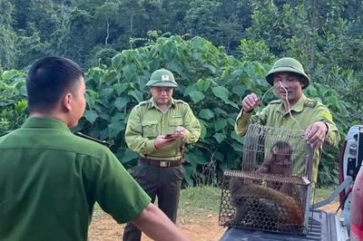 Thả khỉ vàng và khỉ mặt đỏ quý hiếm về rừng