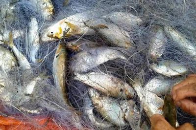 Loại cá giàu dưỡng chất trẻ ăn phát triển xương, người già nhận nhiều lợi ích