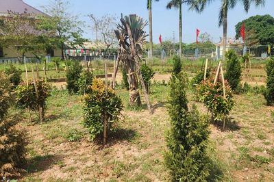 Loạt cựu cán bộ tỉnh Quảng Trị 'tiếp tay' cho Cây xanh Công Minh trúng thầu, gây thiệt hại tiền tỉ