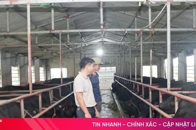 Nông dân Tùng Lộc biến đất hoang thành trang trại bò 3B