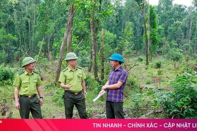 Rừng phòng hộ sau bão, bao giờ mới được phủ xanh?