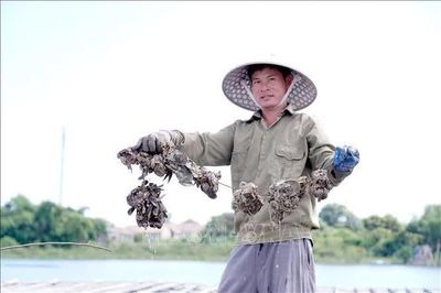 Tiềm năng kinh tế từ nghề nuôi hàu đại dương trên sông Gianh