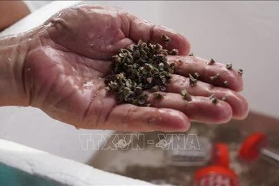 Nhân giống thành công và tái thả 30.000 con ốc Đụn Cái tại Côn Đảo
