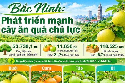 Bắc Ninh phát triển mạnh cây ăn quả chủ lực