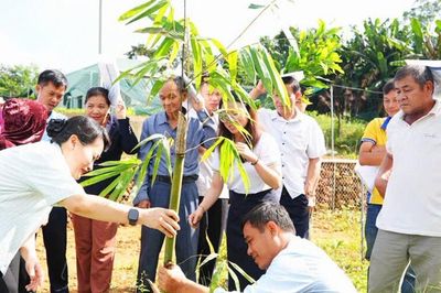 Trường Đại học Đông Á chuyển giao giống tre ngọt, lục trúc cho nông dân xã Tam Mỹ