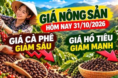 Giá nông sản hôm nay 31/10: Cà phê dưới 88.000 đồng, hồ tiêu giảm mạnh