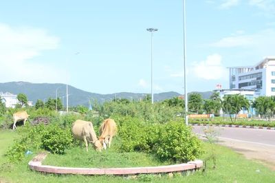 Chấn chỉnh tình trạng trâu, bò thả rông ở phường Quy Nhơn Đông
