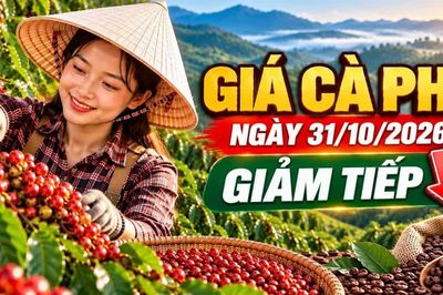 Giá cà phê hôm nay 31/10: Robusta tiếp tục giảm, Arabica quanh 285 cent/lb